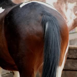 HORSESASS_small.jpg